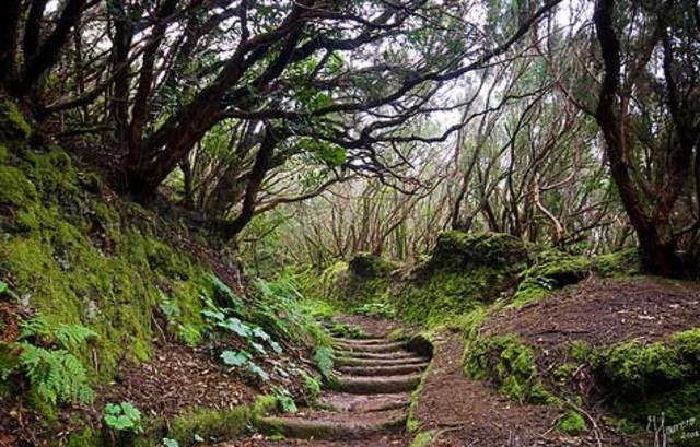 Declaración de la Haya