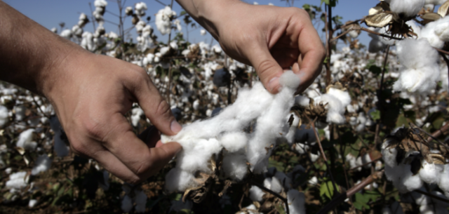 Bomuldsindustrien boomer