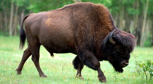 La historia de la rueda