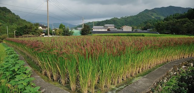Ingenieros Agricolas