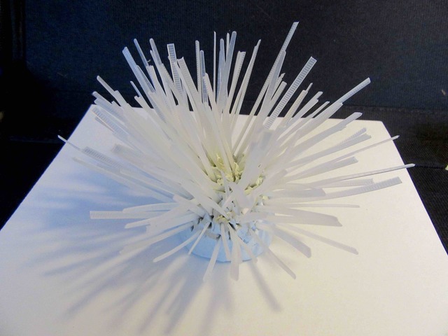 Anemone Mare (sea anemone)