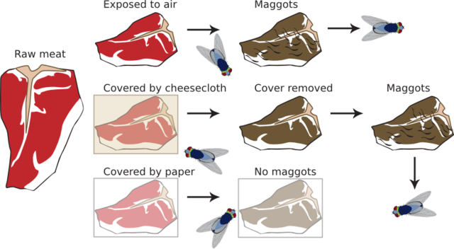 Francesco Redi's Experiment on Abiogenesis