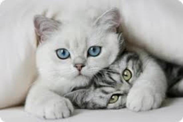 gato y su nuevo amigo