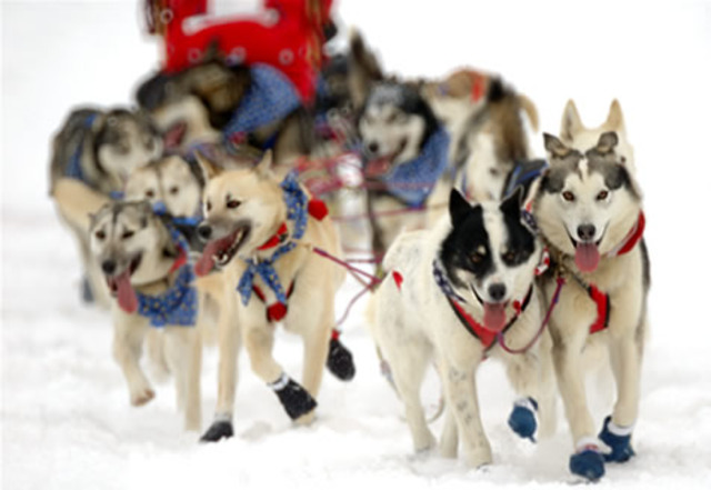 I saw the Iditarod race.