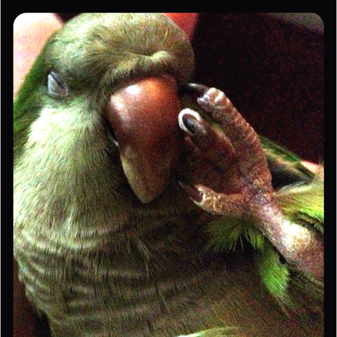 The Birth Of a Nardo