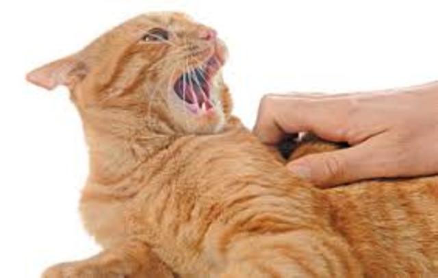 el dia que gato fuye al veterinario