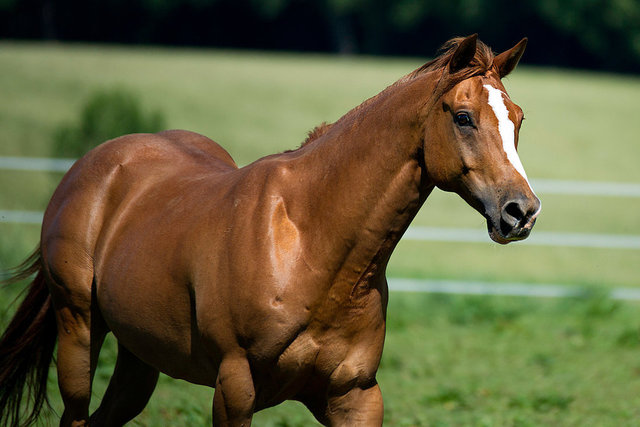 Uso del caballo como bestia de tiro