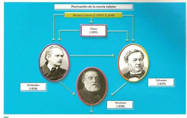 Schleiden, Schwan y otros