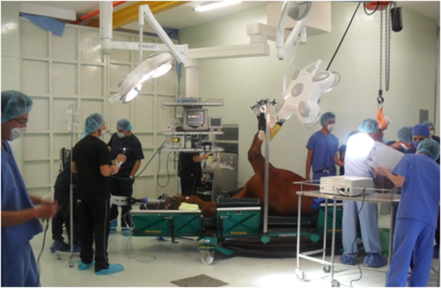 Un gran avance para la Medicina Veterinaria en Nuevo León.