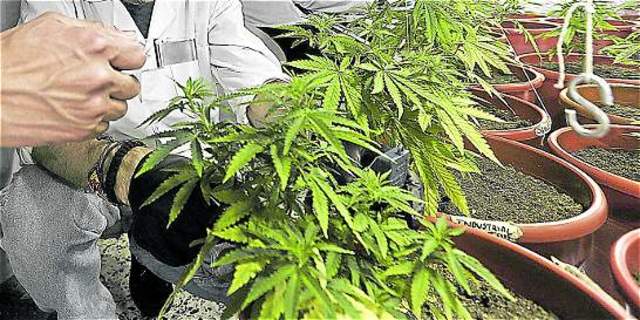 Legalización de la marihuana