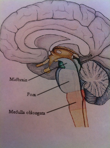 Speech Language Pathology and Audiology