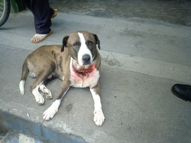 LA  HISTORIA  DEL  MALTRATO ANIMAL