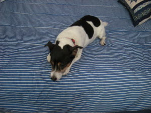 EDUCACION DE LOS  PERROS