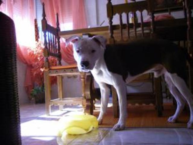 CUIDADOS  PARA  TENER UN PERRO