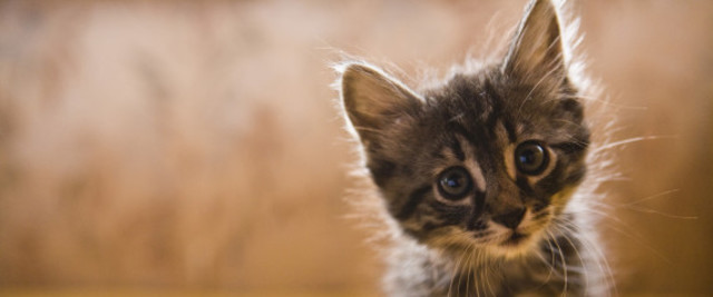 BENEFICIOSOS DE TENER UN GATO