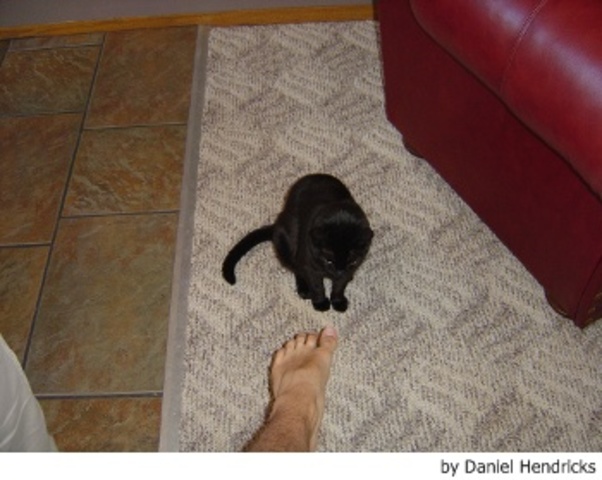 COMO  EDUCAR  TU GATO