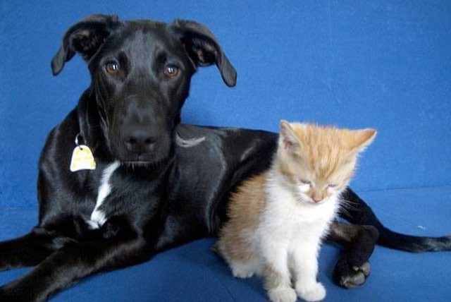 COMBIBENSIA ENTRE GATOS  Y  PERROS