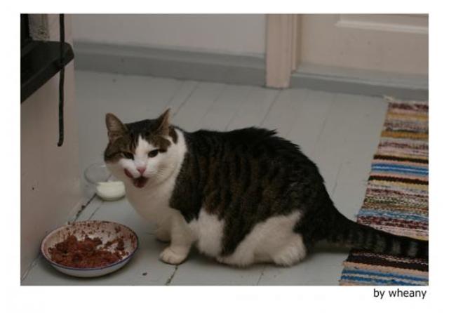 ALIMENTACION   DE   UN  GATO