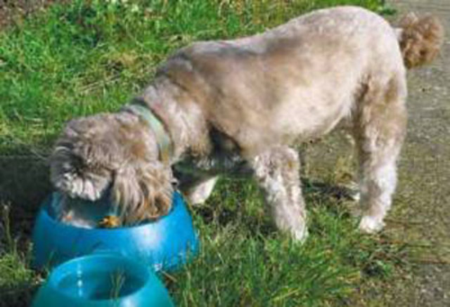 ALIMENTACION  DE LOS  PERROS