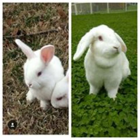 April 2013 I got my bunny