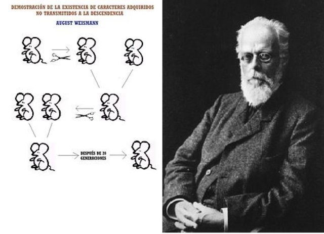 Los ratones de Weismann