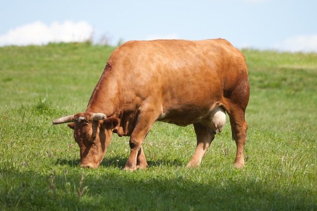 Taurine cattle traded