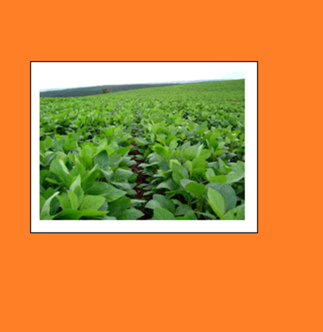 SOJA, MAÍZ Y ALGODÓN: LA BIOTECNOLOGÍA EN LA AGRICULTURA