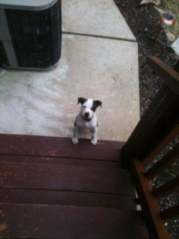 I got my dog named nellie