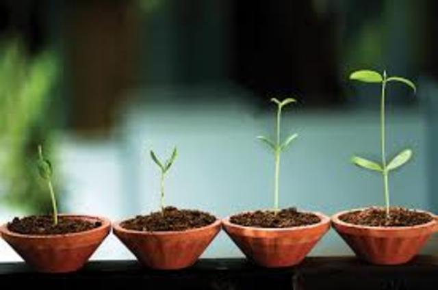 crecemos por ciclos.