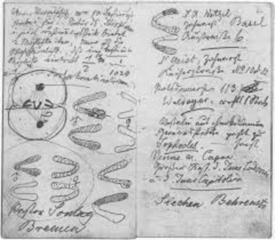 Hertwing  Kolliker, Weisman y Strasburger