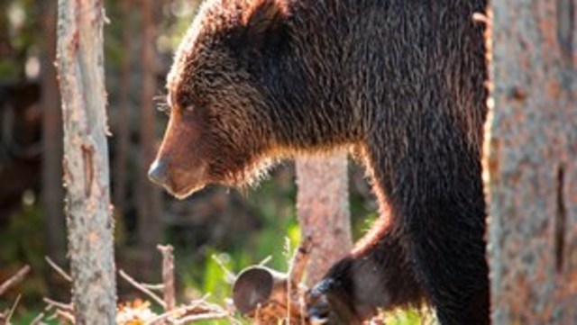 Yellowstone National Park