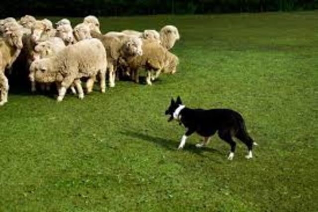 Herding Dogs