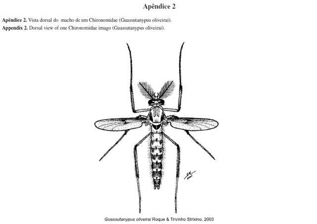 Início dos trabalhos sobre a família Chironomidae