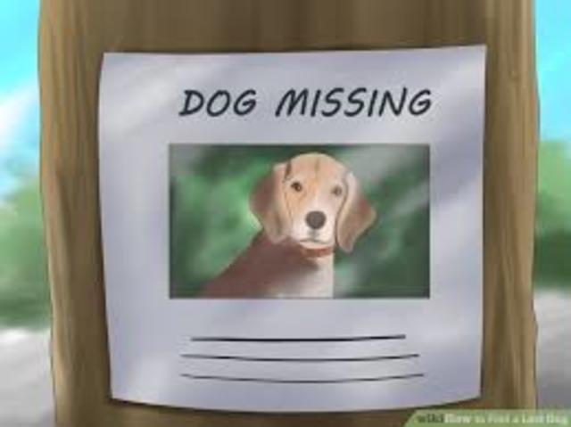 My dog ran away