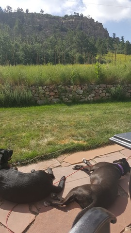 Adopted Hazel, our dog.