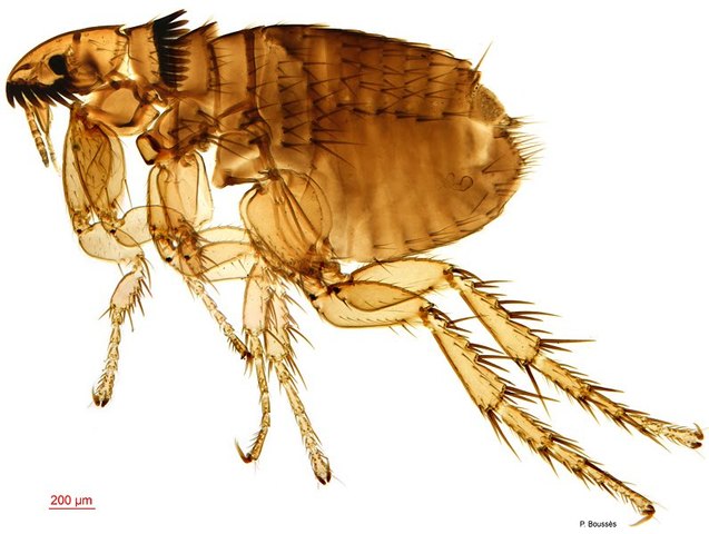 "LA PULGA, VECTOR DE LA PESTE NEGRA"