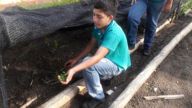 registro, producción y siembra de stevia