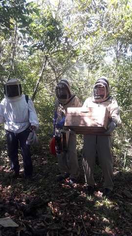 practica y cosecha de miel tropical