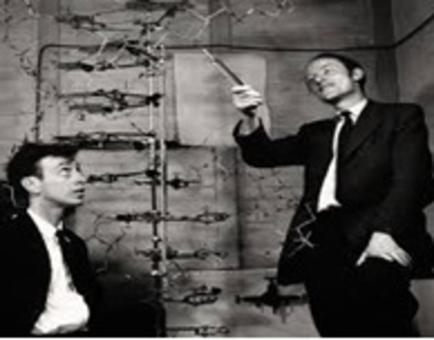 1944 T. Avery y otros investigadores dan a conocer los ácidos desoxirribonucleicos