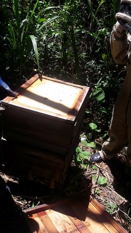 adecuación de colmenas y el apiario en general
