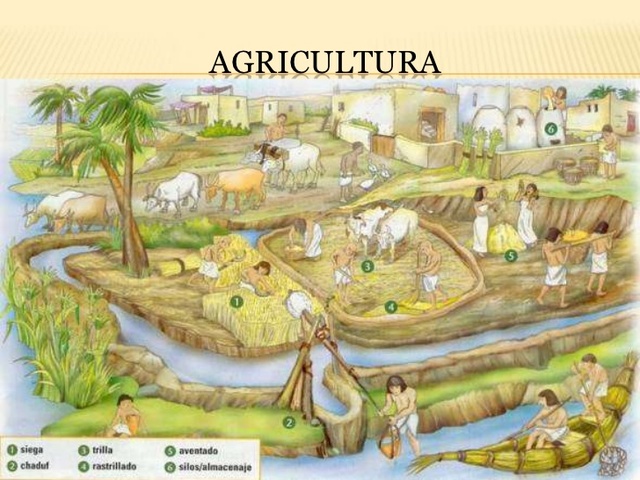 Se establece la agricultura