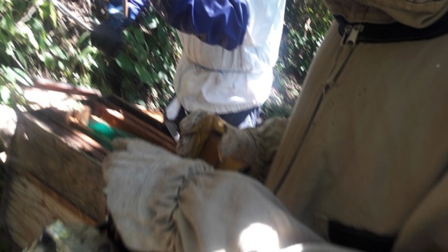 alimentación con jarabe de azucar