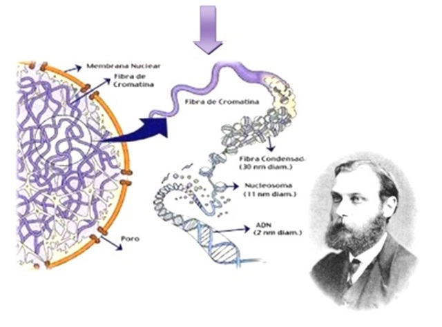 Algo llamado cromatina