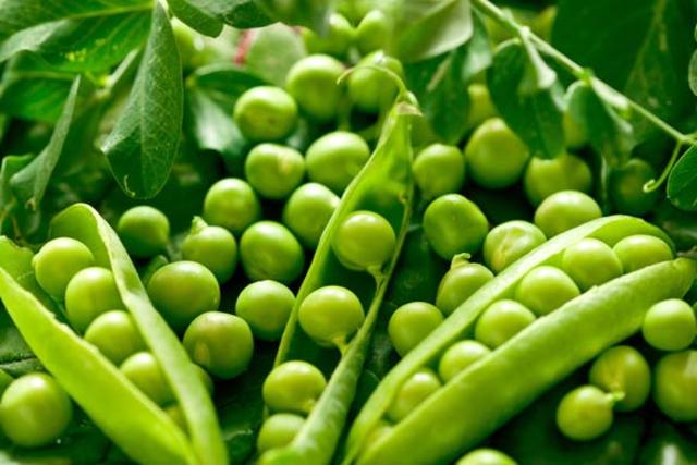 Hugo de Vries, Carl Corens y Eric Von Tschermak-Seymenegg