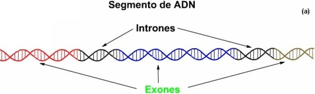 Breathch, Mandel y Chambon y por Jeffreys y Flovell.