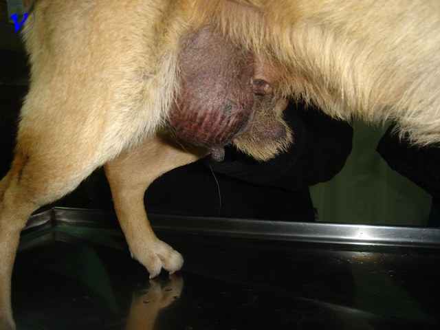 Charles Brendon Huggins