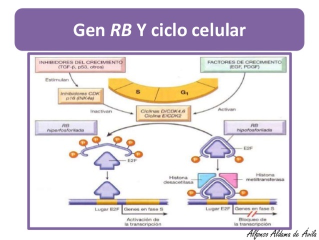 Stephen H. Friend y otros