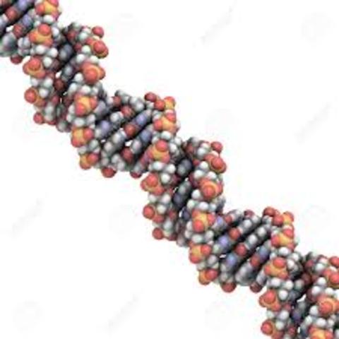 Watson, Crick y Wilkins concluyen la estructura del ADN describiendolo como una doble helice formada por dos cadenas antiparalelas, una estructura en tercera dimensión.