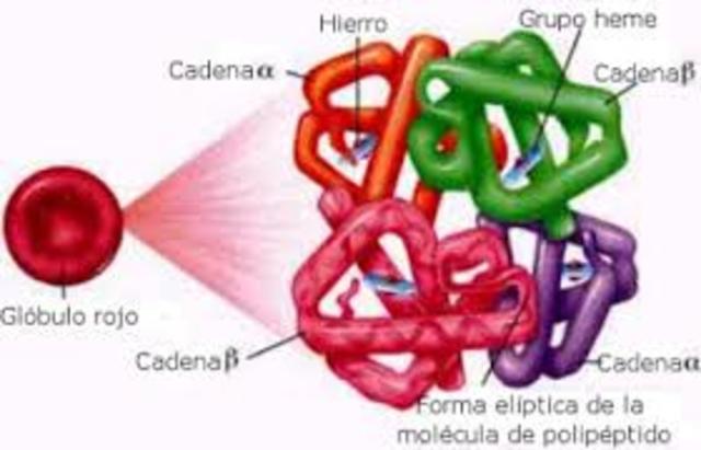 Linus Carl Pauling investigo la estructura anatomica de las proteinas, y descubrio que la deformidad de las celulas en la anemia falciforme es por un defecto genetico.