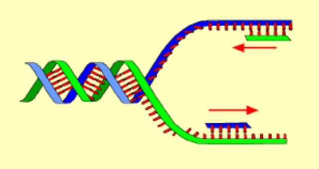 Avery, Colin MacLeod y McCarty demostraron que el agente responsable de la transferencia de la información genética no era un proteína sino el ácido nucleico ADN.